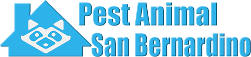 San Bernardino Wildlife and Animal Removal